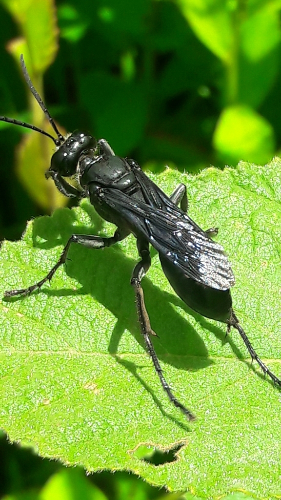 Sphex latro