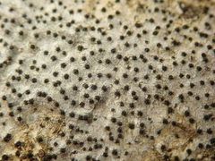 Quaternaria quaternata