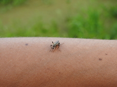 Psorophora holmbergi