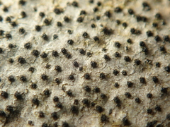 Quaternaria quaternata