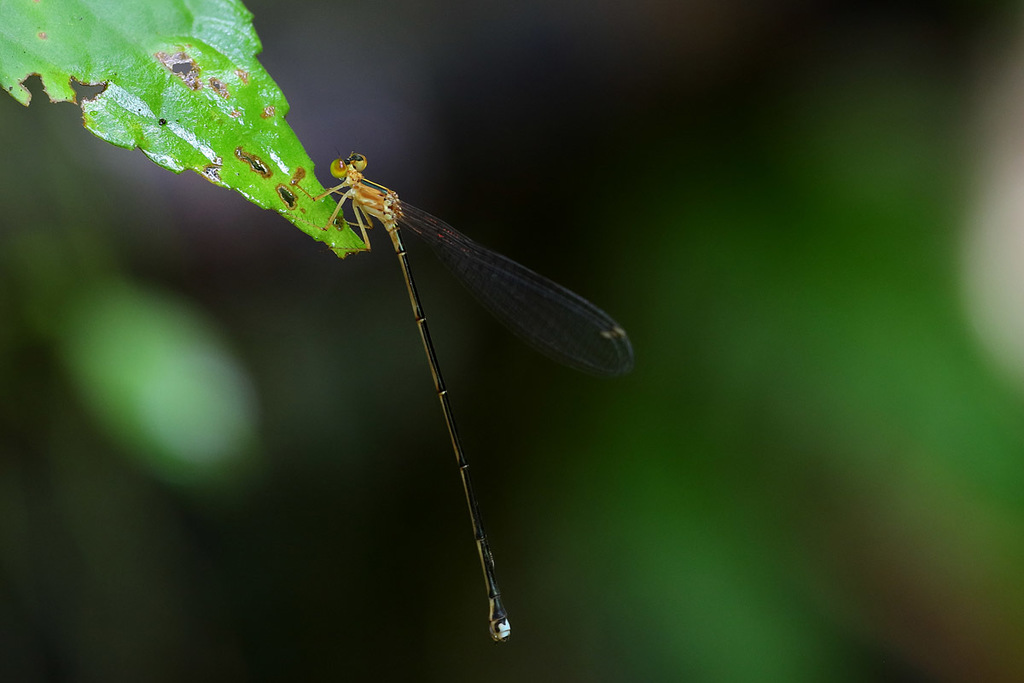 Nesobasis flavifrons