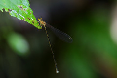 Nesobasis ingens