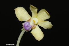 Vanda testacea