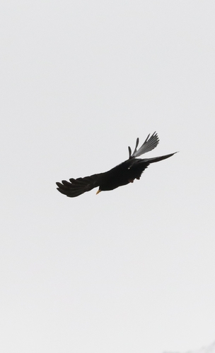 Yellow-billed Chough
