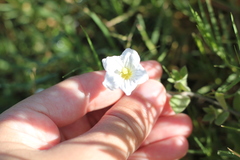 Nierembergia calycina