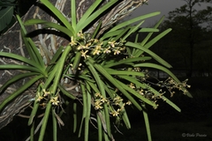 Vanda testacea