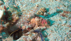 Masted Shrimp Goby photo 5