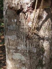 Lithocarpus kawakamii