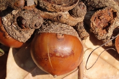 Lithocarpus kawakamii