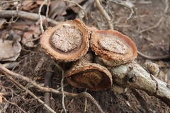 Lithocarpus kawakamii