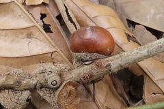Lithocarpus kawakamii