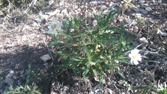 Melampodium cinereum