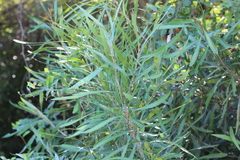 Pouteria salicifolia
