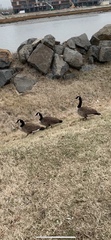 Branta canadensis