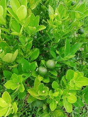 Citrus × microcarpa