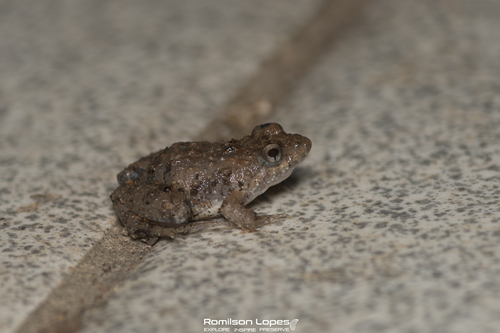 Goiás Tropical Bullfrog, Adenomera juikitam