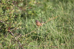 Cyanoloxia glaucocaerulea