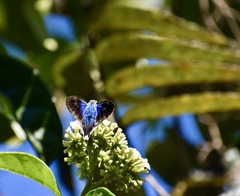 Astraptes habana