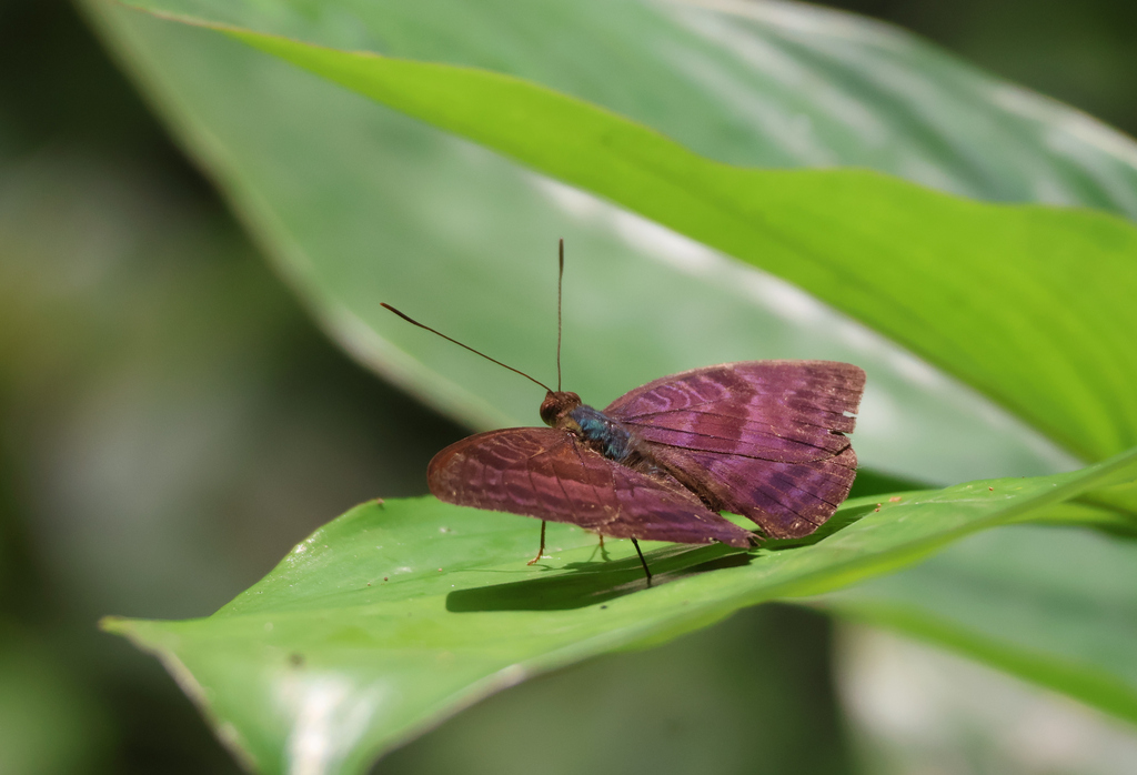 Euriphene coerulea