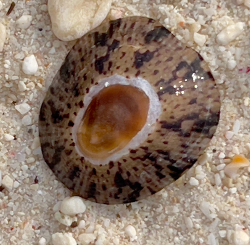 Cellana grata