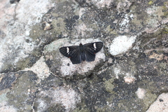 Riodina lycisca