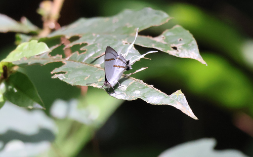 Black Fairy Hairstreak