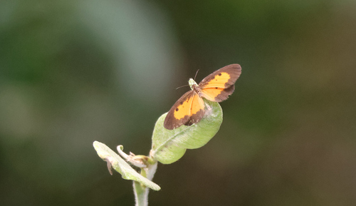 Common Red Pentila