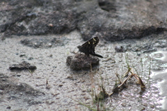 Thorybes dorantes dorantes