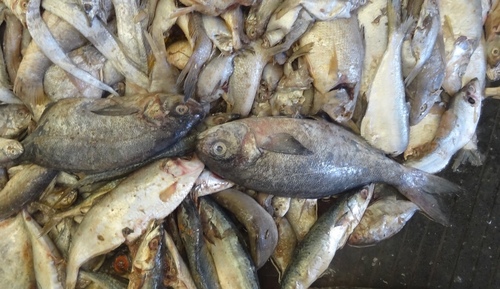 Japanese butterfish (Hyperoglyphe japonica) — Centrolophidae — 3