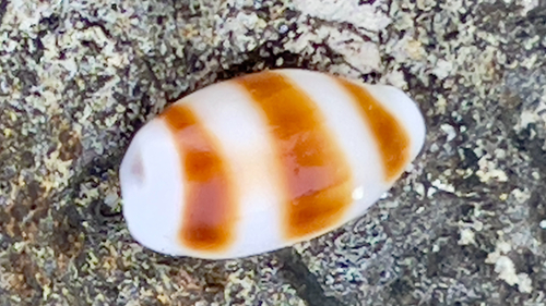 Palmadusta asellus