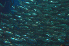 Eendracht Land Silverside photo 2