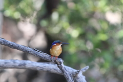Corythornis vintsioides