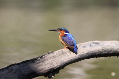 Corythornis vintsioides