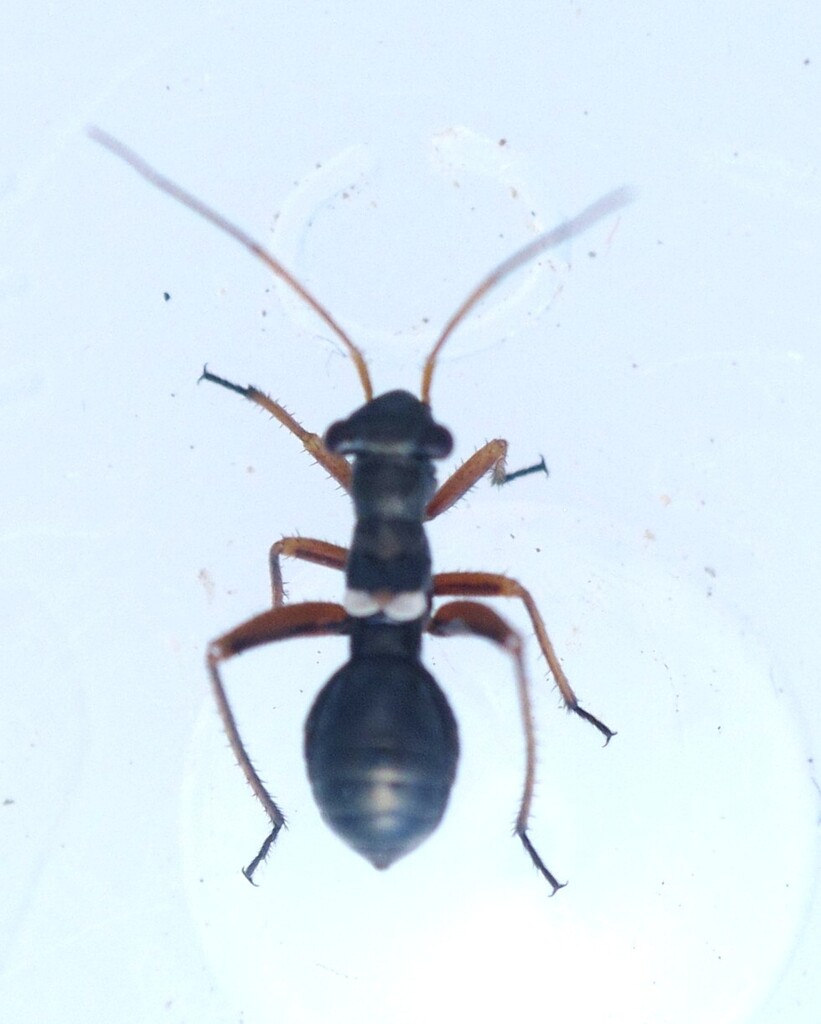 Myrmecophyes montenegrinus