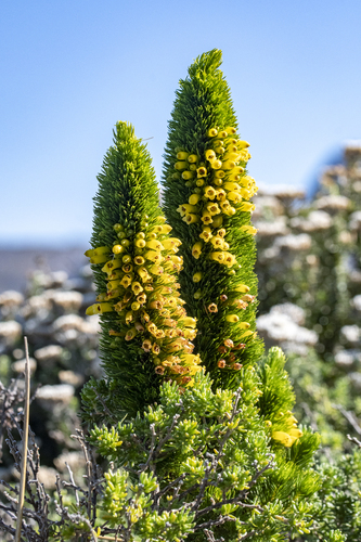 Mealie Heath (Erica patersonia)