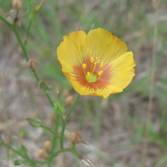 Linum berlandieri