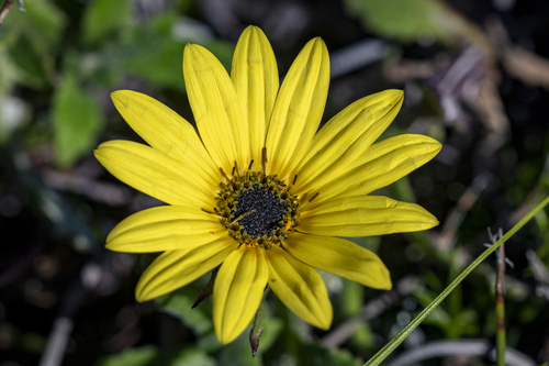 Largeseed African Daisy (Arctotis scabra)