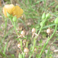 Linum berlandieri