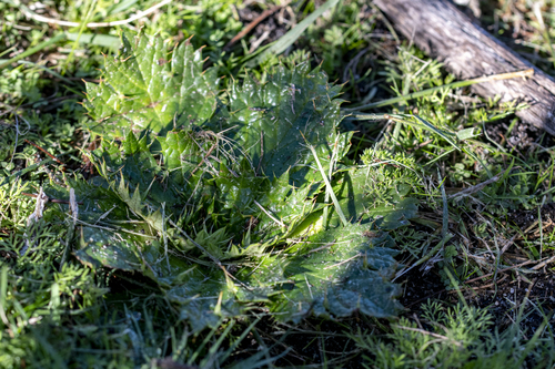 Bear's-foot (Arctopus echinatus)