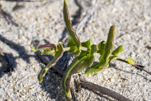 Othonna undulosa