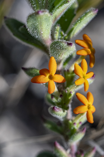 Beach Fingerflox (Manulea tomentosa)