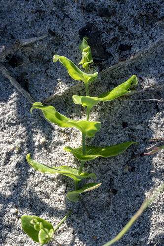 Clambering Babooncabbage (Othonna undulosa)
