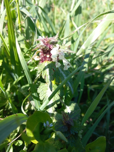 Lamium bifidum