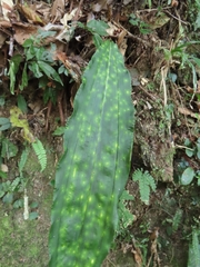 Cremastra appendiculata