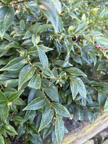 Sarcococca, 2026-02-25