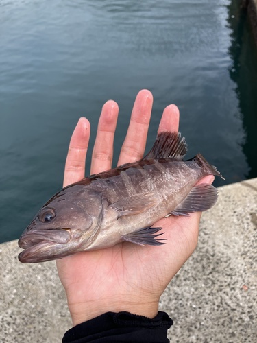 Bar rockcod (Hyporthodus septemfasciatus) — Serranidae — 4