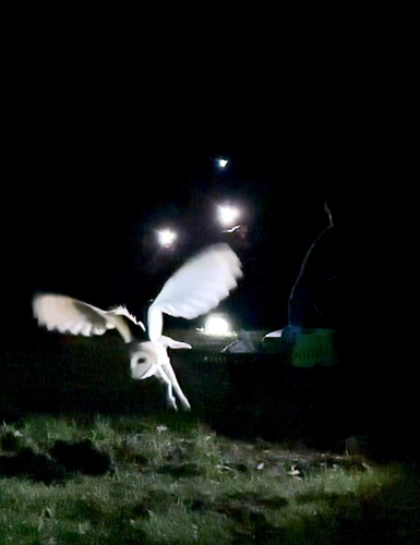 View observation of {o.common_name} on iNaturalist