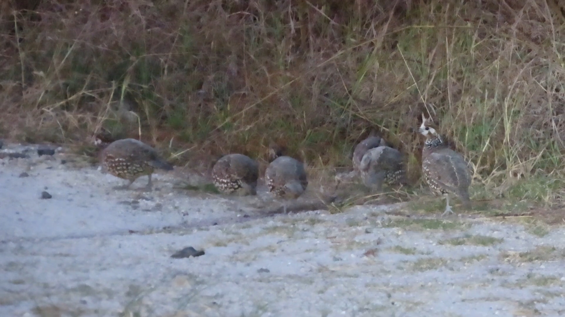 Crested Bobwhite (Colinus cristatus), photo 3