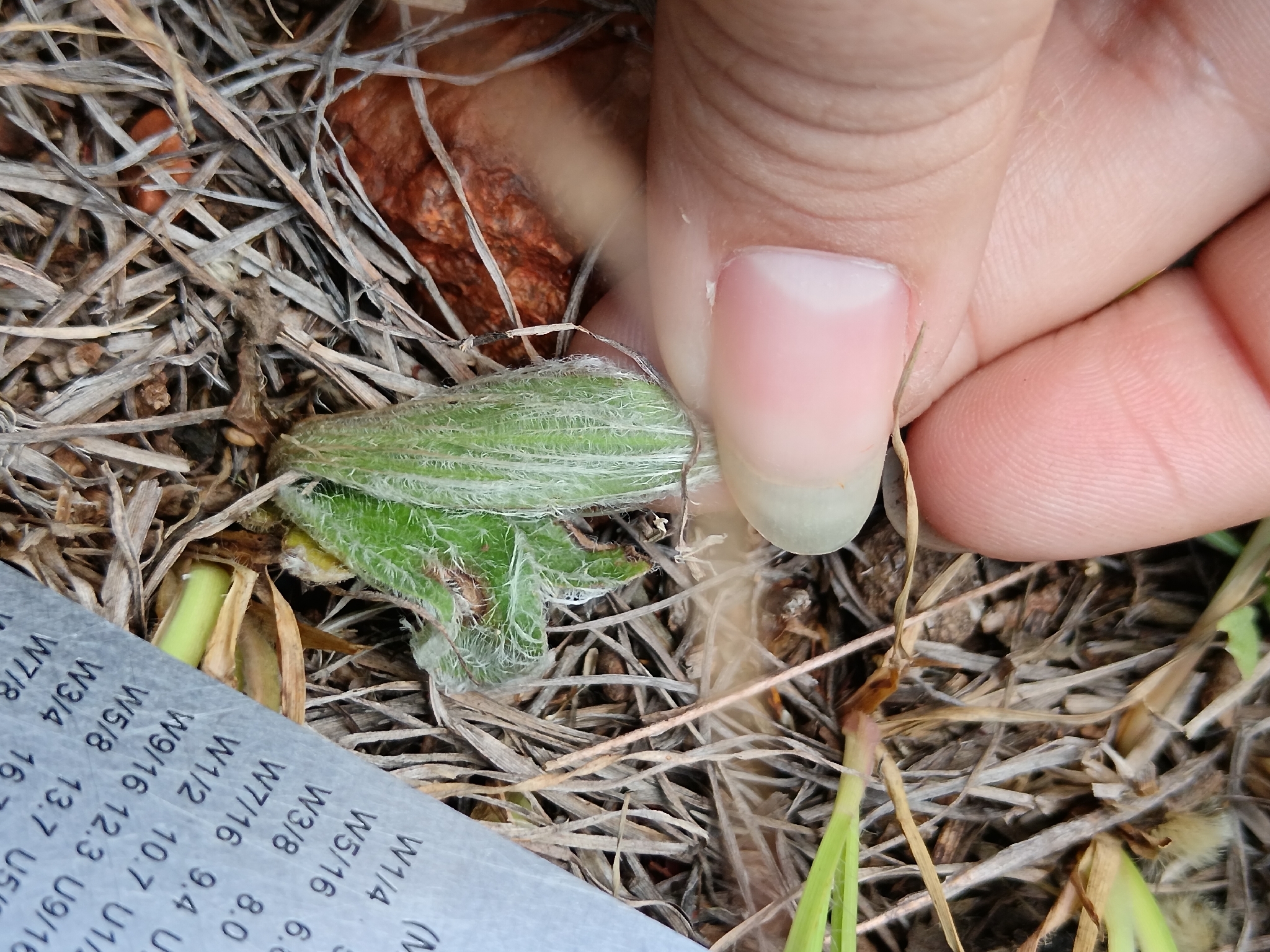 Imagem de Tanchagem