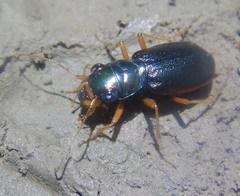 Pseudotetracha
